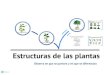 Estructura plantas