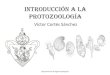1.  Introducción a la Protozoologia