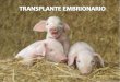 Transplante embrionario en cerdos