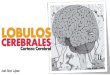 Lóbulos Cerebrales: La corteza cerebral