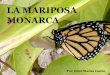 Metamorfosis de la Mariposa Monarca
