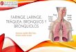 Faringe, laringe, tráquea, bronquios y