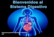 Sistema Digestivo con fisiologia Por KAREN PAOLA RESTREPO