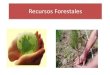 Recursos Forestales en República Dominicana
