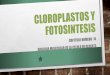 Cloroplastos y fotosintesis