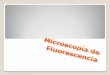 Microscopia fluorescencia
