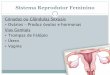 Ciencias 9º Ano - Sistema Reprodutor Feminino