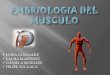 Embriologia del musculo2