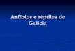 Anfibios E RéPtiles De Galicia