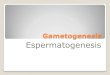 A gametogenesis espermatogenesis 1012 1