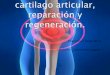 Lesiones de cartilago articular, reparación y regeneración