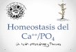 2. metabolismo del calcio (vit d, calcitocina, pth)