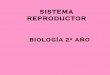 2º año Biología.Sistema reproductor