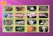 Animales en extinción