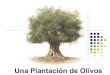 Una PlantacióN De Olivos