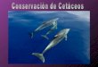 Conservación de-cetáceos-