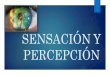Psicologia   tema 1 sensacion y percepcion (1)