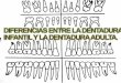 Diferencias entre la dentadura infantil y la dentadura