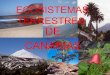 Ecosistemas De Canarias