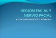 Region facial-y-nervio-facial-1223175506407030-8