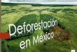 deforestacion en mexico