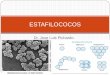 Estafilococos, Cátedra de Patologías Infecciosas, Dr. Jose Luis Pichardo, Rep. Dominicana