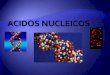 Acidos nucleicos alr