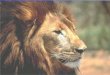 Leo el león, el rey de las bestias