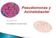 Pseudomonas y acinetobacter