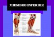 Musculos del Miembro inferior - Anatomia General