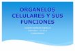 Organelos celulares y sus funciones PPT
