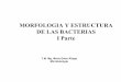 2 3-clase-morfologc3ada-y-estructura-de-laa-bacterias