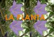La Planta y sus partes