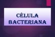 Célula bacteriana