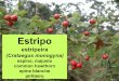Estripo (Crataegus monogyna)