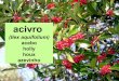 Acivro (Ilex aquifolium)
