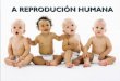 A reprodución humana