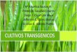 Cultivos transgenicos