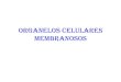 Organelos celulares membranosos
