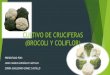 Cultivo de brocoli y coliflor