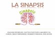 La sinapsis biologia 11