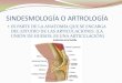 Sindesmología o artrología