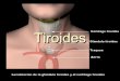 Glandula tiroidea, paratiroide,pancreas