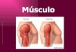Musculo Histo 07