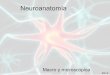 Tp01 neuroanatomía 2012 musicoterapia UBA