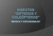 insectos----> dipteros y coleopteros