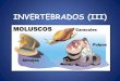 Inverterbrados (III) moluscos