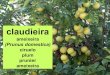 Claudieira, ameixeira (Prunus domestica)
