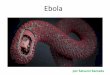 Ebola por Satsumi Kamada. Curso de capacitación
