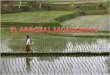 El arrozal monzónico